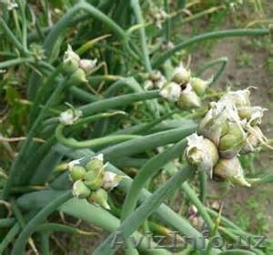 семена лука качество не дорого #1136141