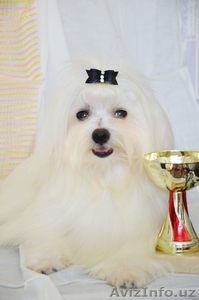 Мальтезе - девочка от Чемпионов для шоу  #1140193