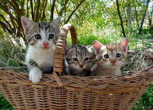 КОТЯТА ТОЛЬКО В ХОРОШИЕ РУКИ #1138462