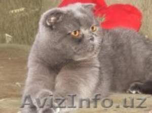 предлогаем вязку с котом #1142075