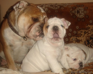 щенки Английского Бульдога  #1142105