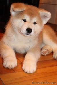 АКИТА-ину щенок (алиментный) #1153555