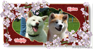 АКИТА-ИНУ щенки #1153556