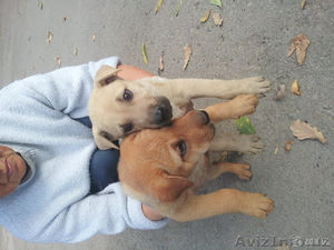 щенки породы немецкой овчарки с шарпеем #1156484