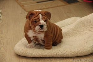 продам английский бульдог щенок #1060468