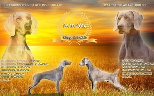 Щенки веймаранера #1194229