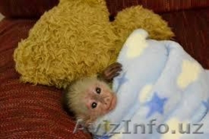 милый   капуцин   обезьяны дети #1183883