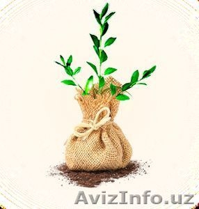 Реализация саженцев фруктовых деревьев #1203413