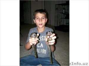  Мартышка Обезьяна 2 #1202221