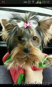 йоркрешеский терьер мини #1198604