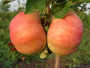 Саженцы фруктовых и хвойных деревьев #1236103