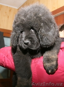 продам щенков тибетского мастифа #1230842