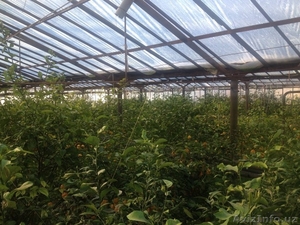 Продается деревья лимона (5 летние) 86 шт #1241555