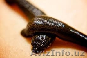 Продаю пиявки оптом и в розницу от 1 до 10000 шт  Медицинский Пиявки из России.  #1228771