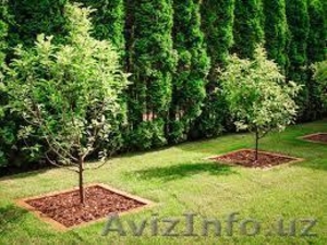 Мульча из древесной щепы #1242774