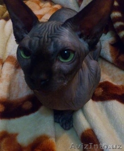 Вязка канадский сфинкс #1245285