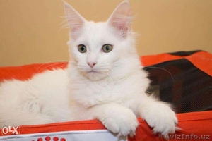 котята мейн куна #1250193