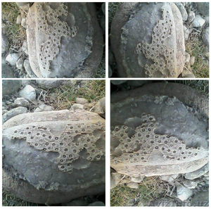 Уникальный Камень удачи #1243026