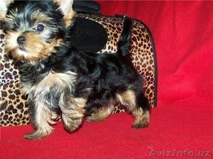 йоркширский терьер Щенок девочка ищет дом #1271342