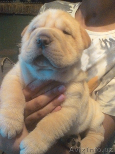           щенки шарпея #1273548