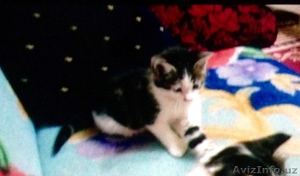 Потерялась кошечка #1279857