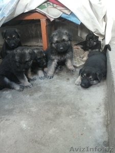 щенки Тагая и Сандры #1295137