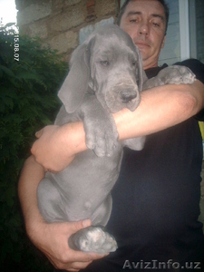Щенки немецкого голубого дога #1299109
