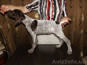 Щенки курцхаара от рабочих,  дипломированных родителей #1325488