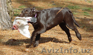 Шикарные щенки лабрадора от ИНТЕРЧЕМПИОНА #1326375