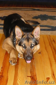 НЕМЕЦКАЯ ОВЧАРКА-ЩЕНКИ #1333352