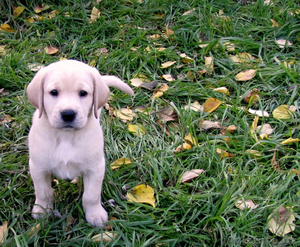 Продается элитный щенок лабрадора ретривера #1339164