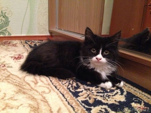 отдам прелестного и ласкового котенка в заботливые руки!!! #1342718