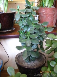 Продаю комнатные растения в ассортименте #1344264