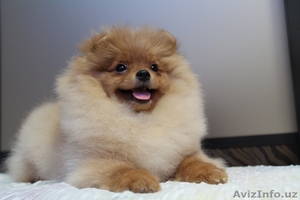 очаровательный малыш #1347282