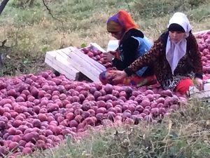 Яблоки крепсон,  отборные #1351085