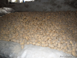 Свежый картофель урожай 2015г.по перечислением #1347596