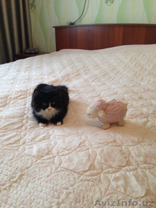 отдам котенка в заботливые руки!!! #1345102