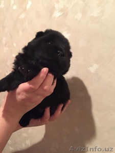 Продаются щенки чау-чау. #1355404