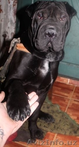 Продам срочно,  чистопородного Шарпея. #1374940