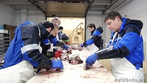 Работа в Германии  #1368739