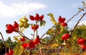 маточные кусты шиповника Индика для подвоя роз #1378006