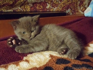 Продам котят скоттиш-страйт #1373954