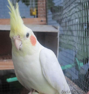 Продам Пару Попугай КОРЕЛЛА С КЛЕТКОЙ #1367535