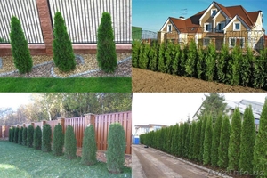 акция на хвойные деревья #1394041