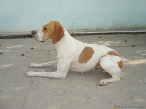 Щенки английского пойнтера(для охоты) #1385232