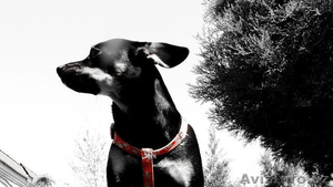 присмотрим за Вашим питомцем #1397752