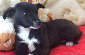 Ищем преданного,  ответственного хозяина! #1384552