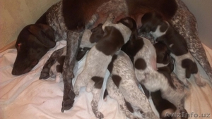 Щенки 