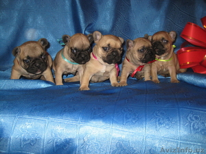 Щенки Французского Бульдога #1406179