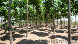 Павловния в Ташкенте. Корневые черенки годовалых деревьев. #1416369